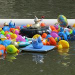Alle eendjes zwemmen … voor Toon Alle eendjes zwemmen … voor Toon